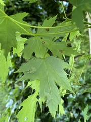 Eriophyes aceris