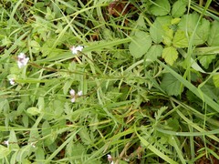 Verbena officinalis