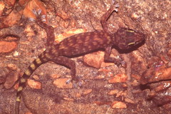 Pseudothecadactylus lindneri