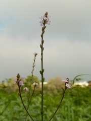 Verbena officinalis