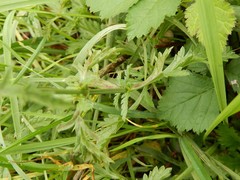 Verbena officinalis