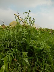 Tanacetum vulgare