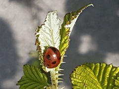 Coccinella septempunctata