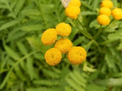 Tanacetum vulgare