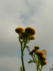 Tanacetum vulgare