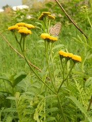 Tanacetum vulgare