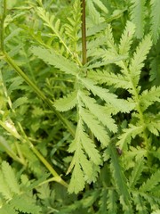 Tanacetum vulgare