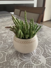 Stapelia leendertziae