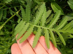 Tanacetum vulgare