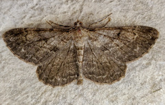 Peribatodes rhomboidaria