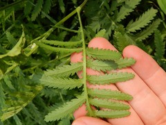 Tanacetum vulgare