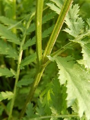 Tanacetum vulgare