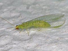 Chrysopodes collaris