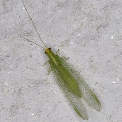 Chrysopodes collaris