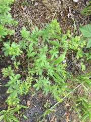 Potentilla intermedia