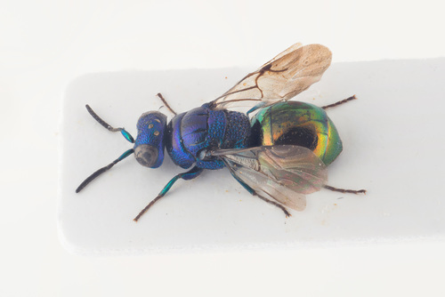 Omalus biaccinctus