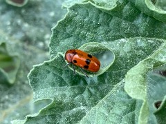 Clytra novempunctata