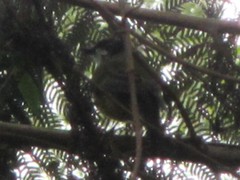 Pachycephala pectoralis youngi