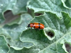 Clytra novempunctata