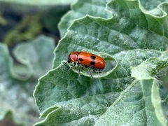 Clytra novempunctata