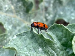 Clytra novempunctata