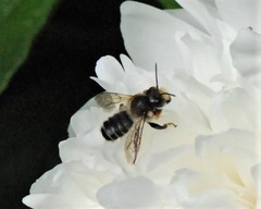 Megachile frigida