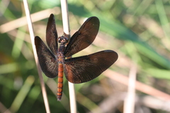 Diastatops pullata