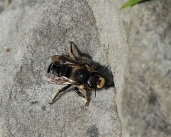 Megachile frigida