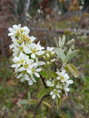Amelanchier spicata