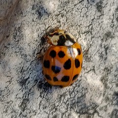 Harmonia axyridis