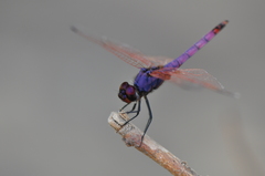 Trithemis annulata haematina