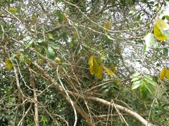 Lonchocarpus guatemalensis