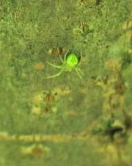 Araneus cingulatus