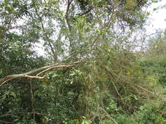 Lonchocarpus guatemalensis