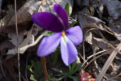 Viola pedata