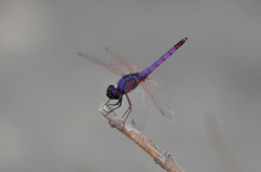 Trithemis annulata haematina