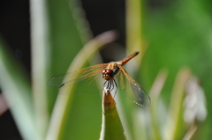 Trithemis selika