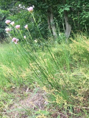 Armeria maritima elongata