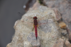 Trithemis selika