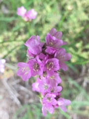 Armeria maritima elongata