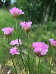 Armeria maritima elongata