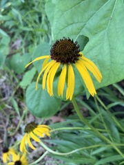 Echinacea paradoxa