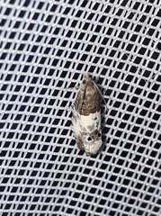 Notocelia rosaecolana