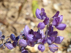 Lupinus excubitus