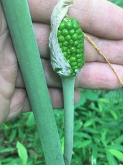 Arisaema dracontium