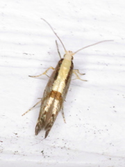 Argyresthia conjugella