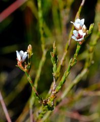 Diosma pilosa