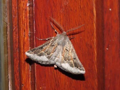 Drepanogynis intricata