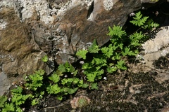 Aleuritopteris argentea