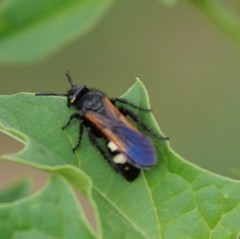 Scolia sexmaculata
